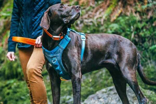 Dog Collars and Harnesses: Choosing the Right One