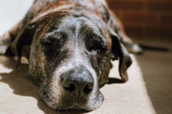 Why its Better to Euthanize Your Dog In Your Own Home