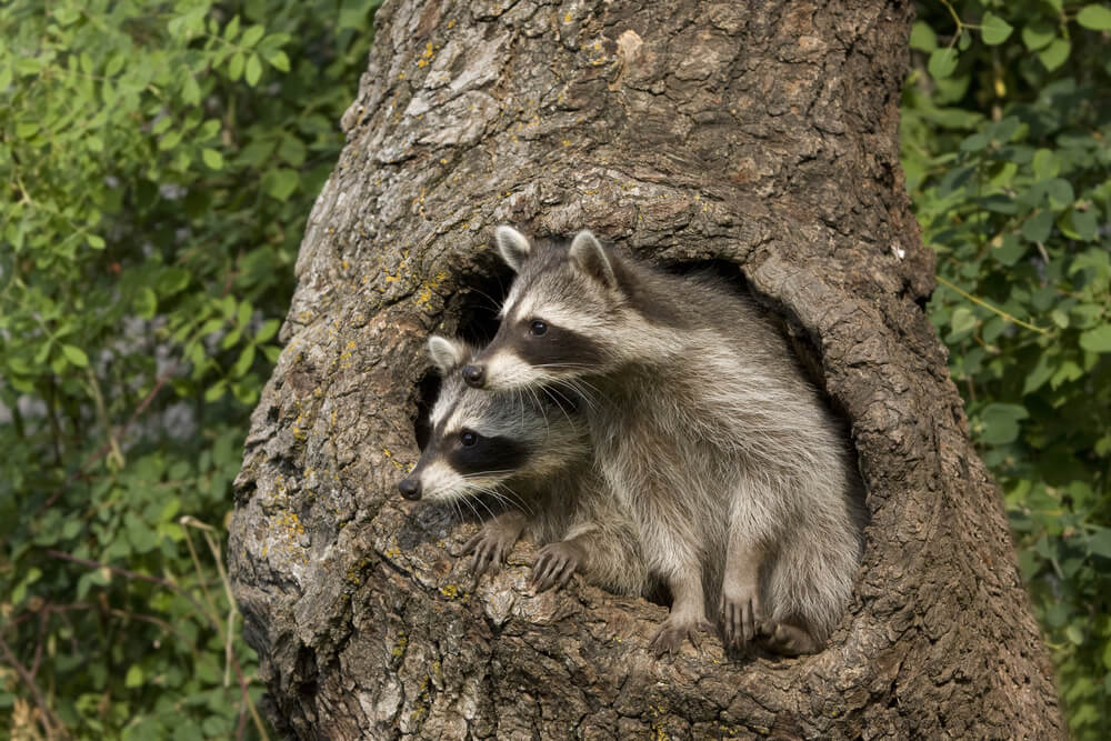 What You Should Know About Wildlife Removal