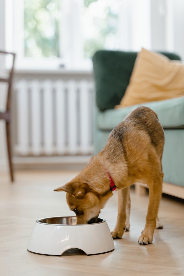 How to Improve Your Dog’s Diet